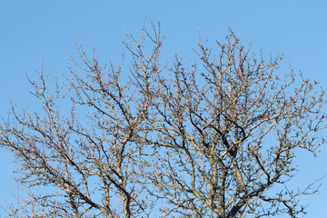 Bare branches of trees against the blue sky.