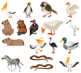 Different kinds of animals collection