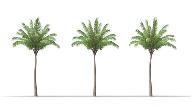 Isolated realistic Date Palm tree on the wind, White background with transparent cut-out animation and alpha channel.3d rendering with id pass