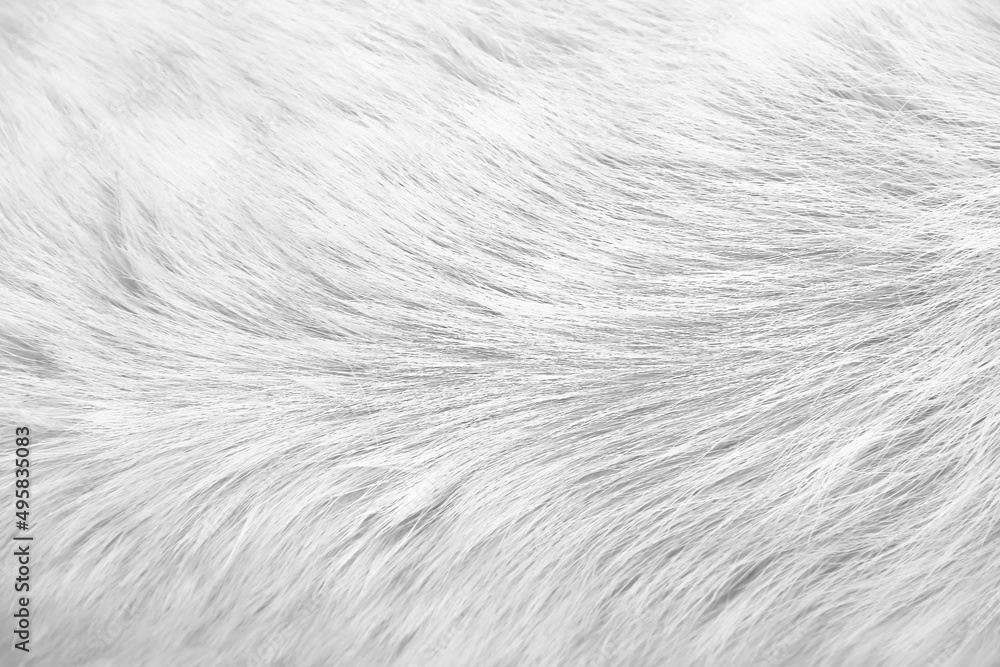 Wall mural dog fur short white grey texture with smooth soft patterns for background