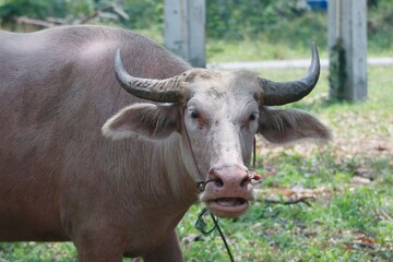 The albino buffalo is a rural animal with a unique genetic skin. with pinkish white skin, standing...