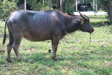 Thai buffalo in the grassland, countryside, northern Thailand selectable focus