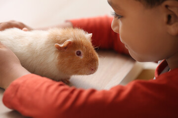 Little African-American boy with cute guinea pig at home, closeup © Pixel-Shot