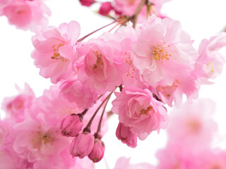 Fototapeta na wymiar Close up shidare cherry blossoms 
