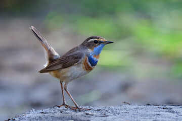 Happy little bird wagging its tail high while searching for meal in early morning in its habitation during visiting to Thailand, Bluethroat