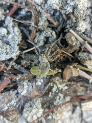 Arctosa is a genus of wolf spiders first described by Carl Ludwig Koch in 1847. As of February 2019 it contains 169 species. 