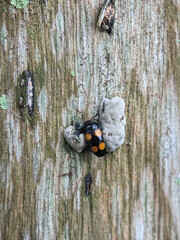 Erotylidae, or the pleasing fungus beetles, is a family of beetles containing over 100 genera. In...