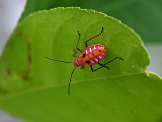 Dysdercus cingulatus is a species of true bug in the family Pyrrhocoridae, commonly known as the red cotton stainer. 