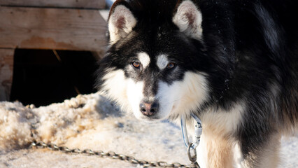 Portrait of a Husky Malamute dog.