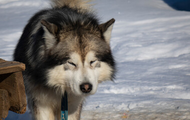 Portrait of a Husky Malamute dog.