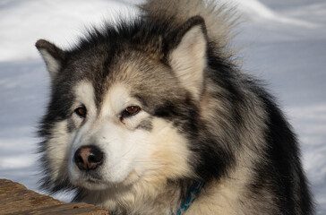 Portrait of a Husky Malamute dog.
