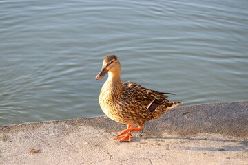 mallard female duck