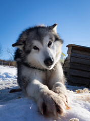 Portrait of a Husky Malamute dog.