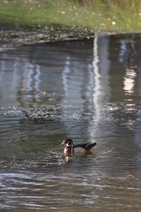 wood duck on water
