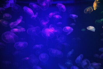 Spectacular Jellyfish pattern in aquarium