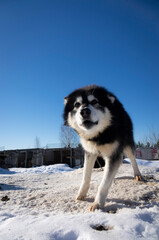 Portrait of a Husky Malamute dog.