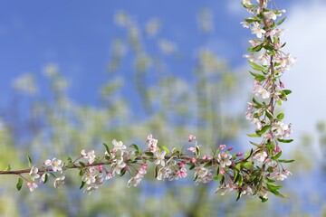 Beautiful branches of white Cherry blossoms on the tree under sky background.