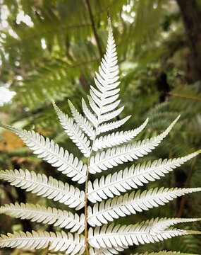 New Zealand native silver fern frond - underside of leaf