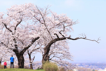 Obraz premium 桜の咲く丘