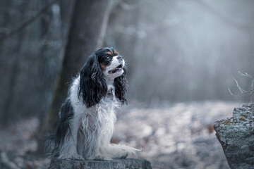 Small dog in a forest in a cloudy day. King Charles Cavalier Spaniel sitting in a dark forest in spring. Selective focus on the details, blurred background.