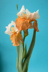 Iris flower