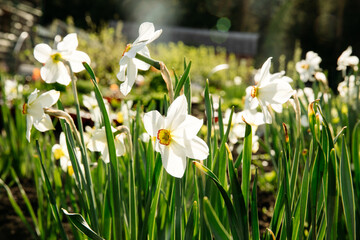 Beautiful  meadow with daffodils