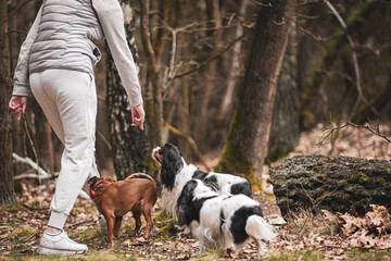 Dogs obeying owner commands. Cute doggy family in the woods. Female body in grey sports clothing. Selective focus on the details, blurred background.