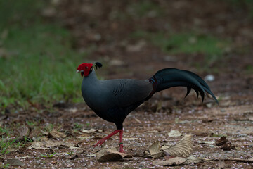 pheasant in the wild