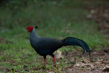 pheasant male and female pheasant