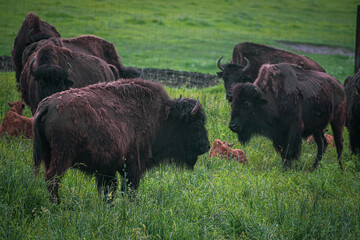 Dark large bisons in the outdoors. Scary mammals with horns and brown fur grazing in a green meadow. Selective focus on the details, blurred background.