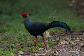 pheasant male in the wild