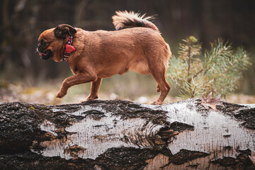 Brown funny dog walking on a tree log. Cute small pet with short legs in motion. Friendly animal in the woods. Selective focus on the details, blurred background.