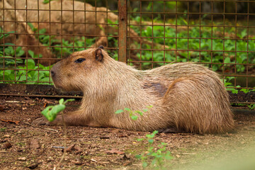 close up of capybara or Hydrochoerus hydrochaeris with creamy hair lying on the ground