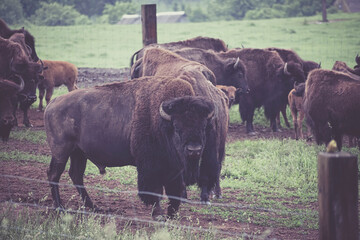 Large bison in a stock farm. Scary male animal in front of a herd. Wild mammals grazing in a farm in Lithuania. Selective focus on the details, blurred background.