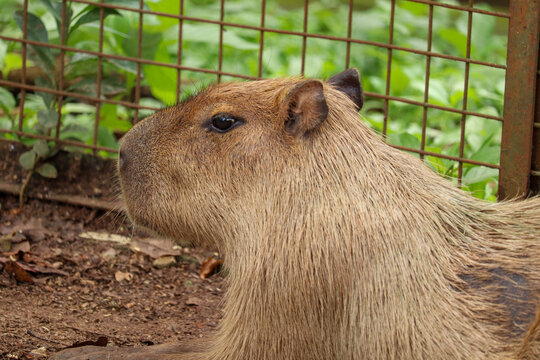 close up of the face of a capybara or greater capybara (Hydrochoerus hydrochaeris) with straight fur