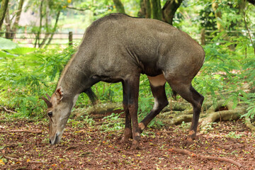 Naklejka na ściany i meble nilgai or Boselaphus tragocamelus a kind of antelope is standing tall