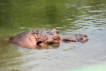 close-up of a hippopotamus head soaking in pool water