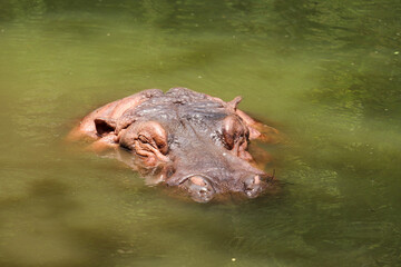 close-up of a hippopotamus head soaking in pool water