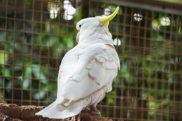 Sulphur-crested Cockatoo (Cacatua galerita) holding food with its foot. Intelligent and charismatic...