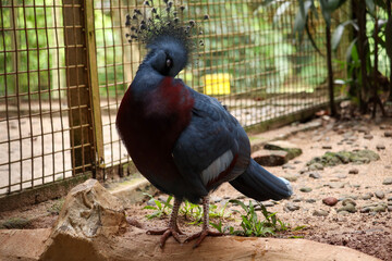 Scheepmaker's Crowned Pigeon (Goura scheepmakeri) with its distinctive maroon chest and crested...
