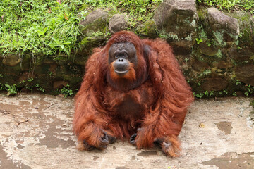 close up of the face of the Bornean orangutan or Pongo pygmaeus with brown hair with a black face