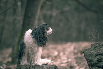 Young Cavalier dog listening to the forest sounds. Cute attentive animal sitting on a tree log in the woods. Selective focus on the details, blurred background.