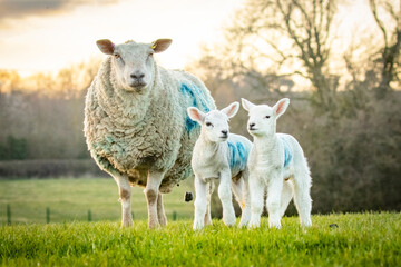 sheep and baby lambs