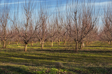 Trees in a spring garden under a blue cloudy sky. An orchard planted in straight rows on a sunny spring day. The concept of organic products.