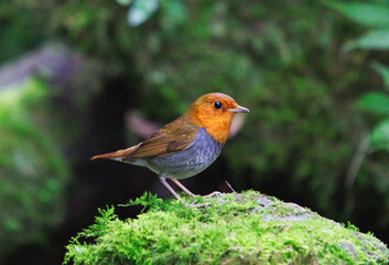 Japanese Robin has a bright orange face and chest, and a bright fuchsia tail.