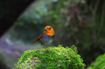 Japanese Robin has a bright orange face and chest, and a bright fuchsia tail.