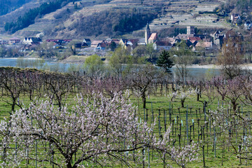 Fototapeta na wymiar apricot trees in blossom near schwallenbach in the lower austrian danube valley wachau