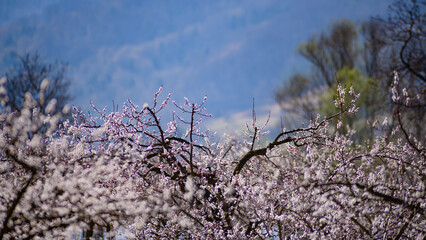 apricot trees in blossom in the austrian danube valley wachau