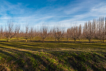 An orchard planted in straight rows on a sunny spring day. Trees in a spring garden under a blue cloudy sky. The concept of organic products.