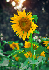 Sunflower Beautiful natural background, Sunflower oil improves skin health and promote cell regeneration